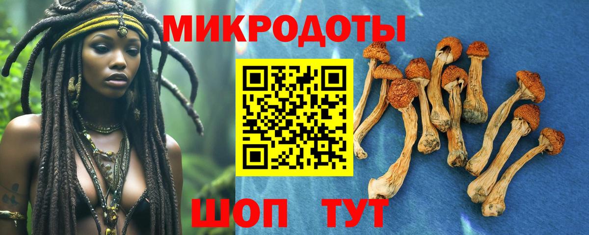 Галлюциногенные грибы Psilocybe  Вход с VPN  Псилоцибиновые грибы Psilocybe  Красноярск 